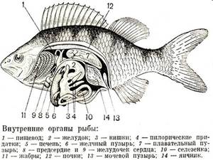 Какую рыбу можно при диете