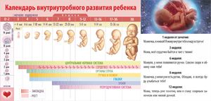 Календарь внутриутробного развития ребенка Календарь внутриутробного развития