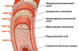 Строение прямой кишки Строение прямой кишки