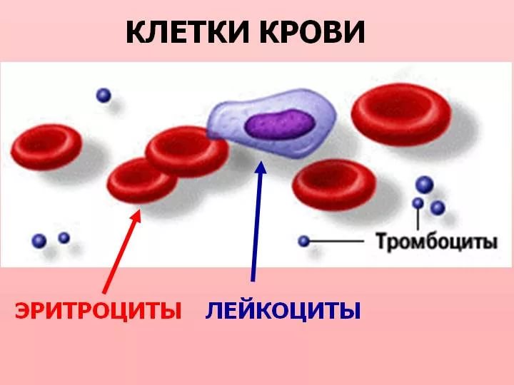 Клетки крови