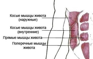 Где находятся косые мышцы живота Косые мышцы живота