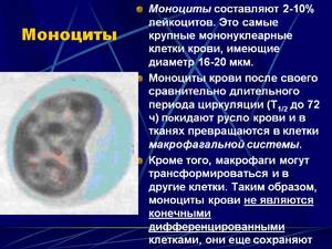 Активированные лимфоциты у ребенка в крови Лимфоциты у ребенка в крови
