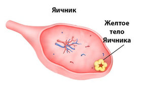 Лютеиновая фаза желтого тела
