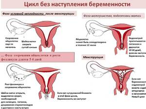 Могут ли идти месячные при беременности Месячные при беременности