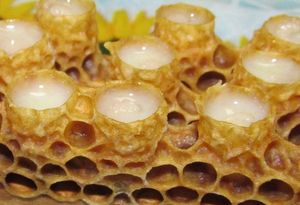 Молочко пчелиное маточное