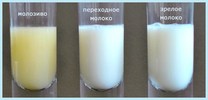 Молозиво при беременности