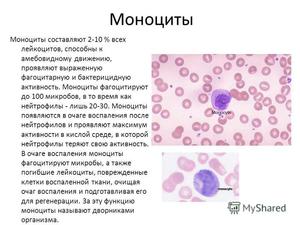 МОНОЦИТОЗ - уровень моноцитов выше 0,8 - 109 МОНОЦИТОЗ - уровень моноцитов выше