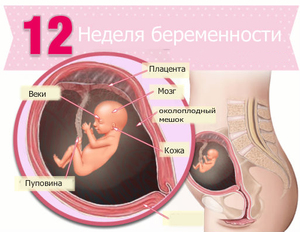 Как развивается плод на 12 неделе Обследования при беременности