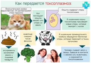 Опасен ли Токсоплазмоз при беременности Опасность Токсоплазмоза при беременности