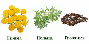 Отвар пижмы от паразитов