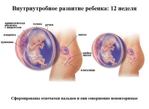 Как питаться на 12 неделе беременности Питание мамы