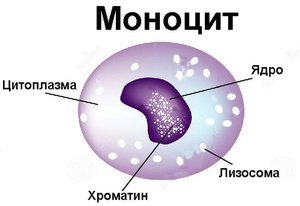 Почему моноциты повышены в крови: причины Почему моноциты повышены в крови