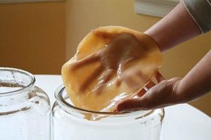 Чем полезен чайный гриб