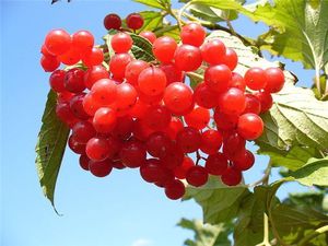 Полезные свойства калины
