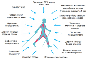Скандинавская ходьба: техника Правила ходьбы