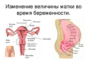 Симптоматика гипертонуса Признаки тонуса матки