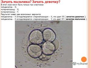 Естественный способ зачатия ребенка Как происходит зачатие