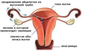 Вероятность забеременеть Как происходит зачатие