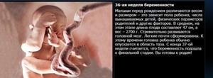 Развитие плода: от зачатия до рождения Развитие плода