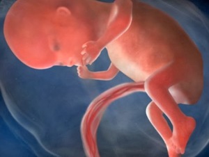 Что происходит на 12 неделе Развитие плода