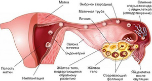 Симптоматика лютеиновой кисты