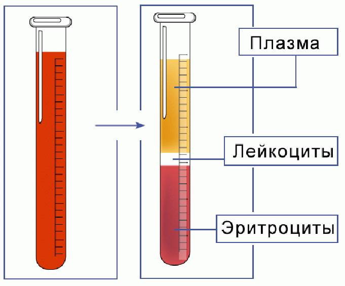 Состав крови
