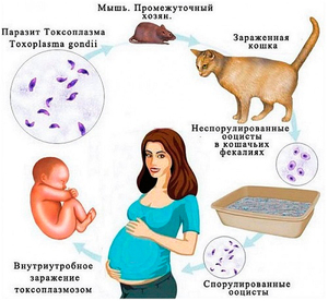 Описание заболевания Токсоплазмоз Способы заражения Токсоплазмозом