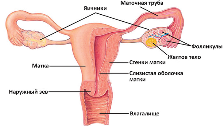 строение женских половых органов строение женских половых органов