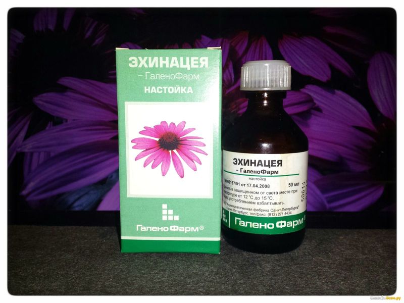 Свойства эхинацеи
