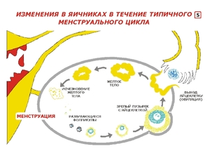 Что такое жёлтое тело и когда оно образуется в организме