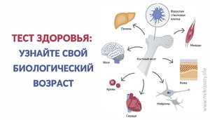 Тест: определяем свой биологический возраст Тест: определяем свой возраст