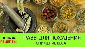 Травы для похудения живота Травы сжигающие жир