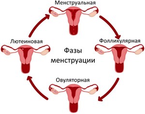 Особенности женского организма Как устроен женский организм