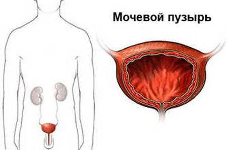 мочевой пузырь мочевой пузырь