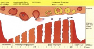 Как вызвать месячные при задержке