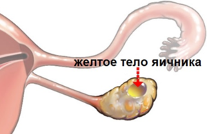 Желтое тело