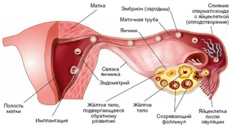Желтое тело в яичнике