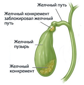 Желчный пузырь, анатомия